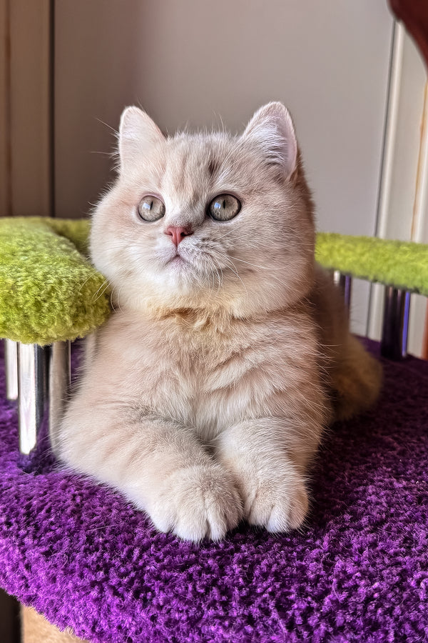 Ivy | British Shorthair Kitten