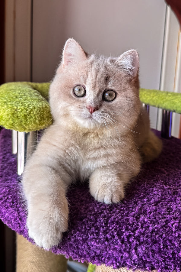 Ivy | British Shorthair Kitten