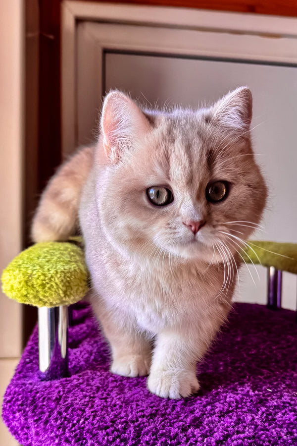 Ivy | British Shorthair Kitten