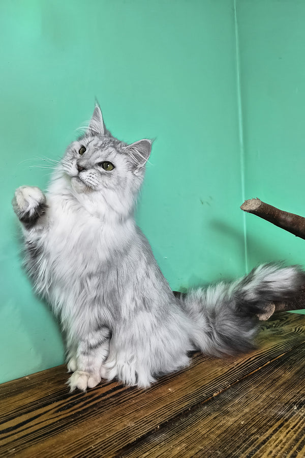 Izi | Maine Coon Kitten