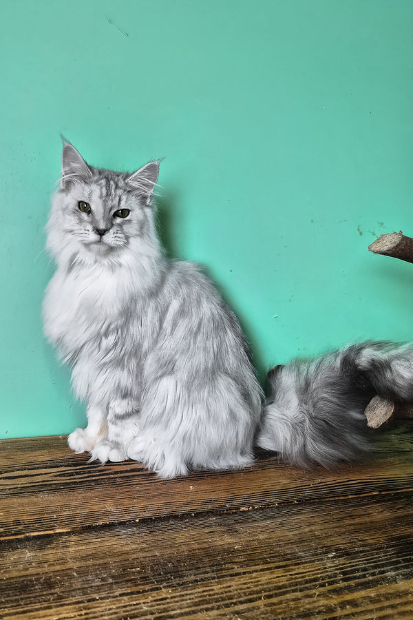 Izi | Maine Coon Kitten
