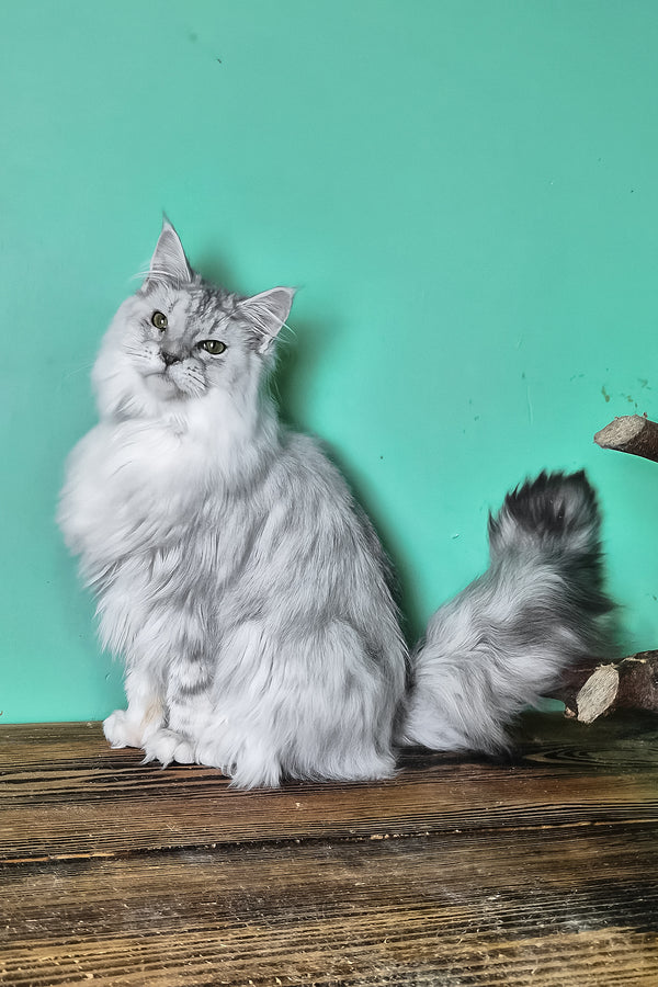 Izi | Maine Coon Kitten