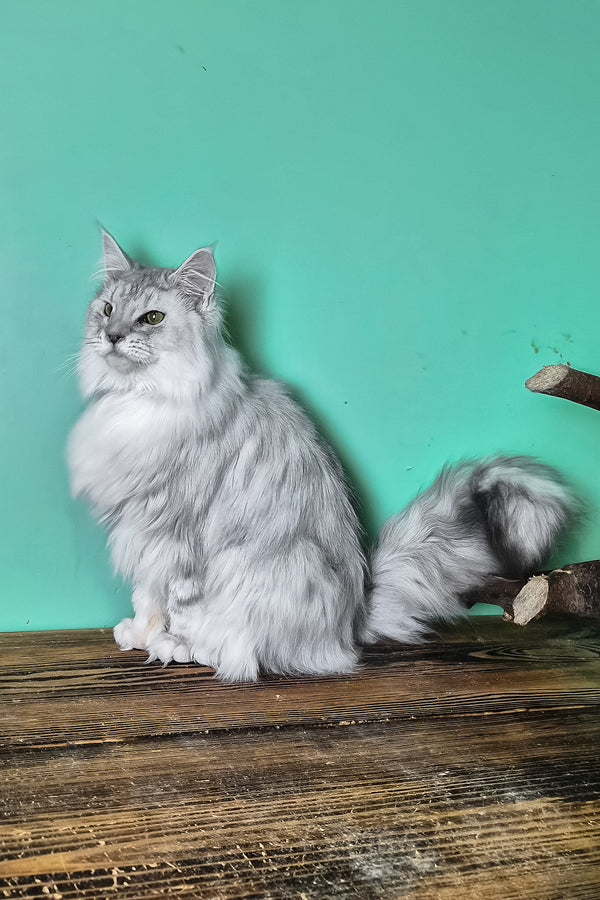 Izi | Maine Coon Kitten