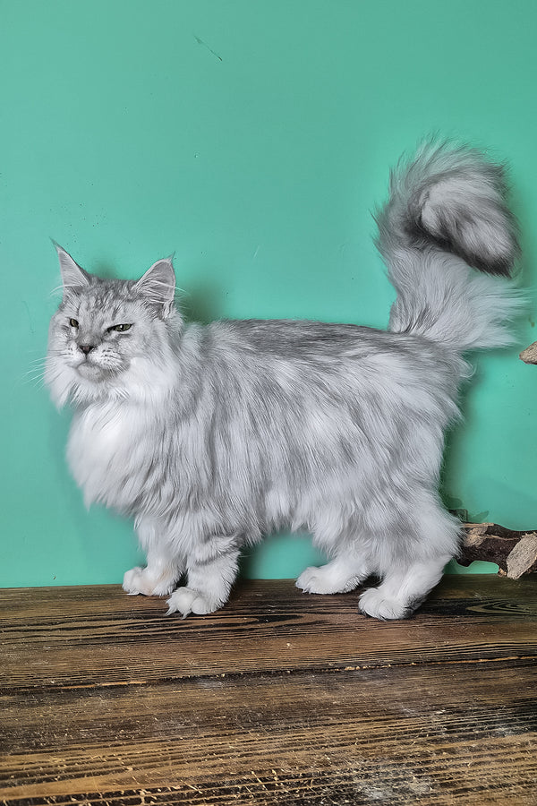 Izi | Maine Coon Kitten
