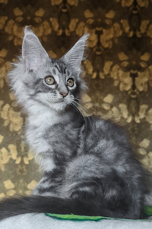 Izida | Maine Coon Kitten