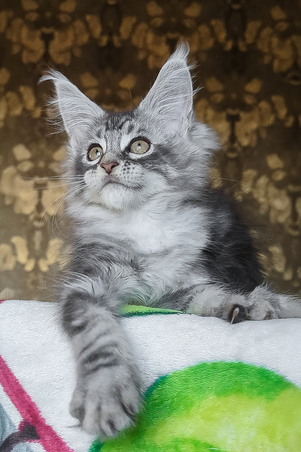 Izida | Maine Coon Kitten