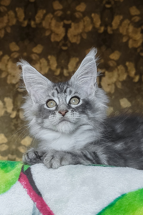 Izida | Maine Coon Kitten
