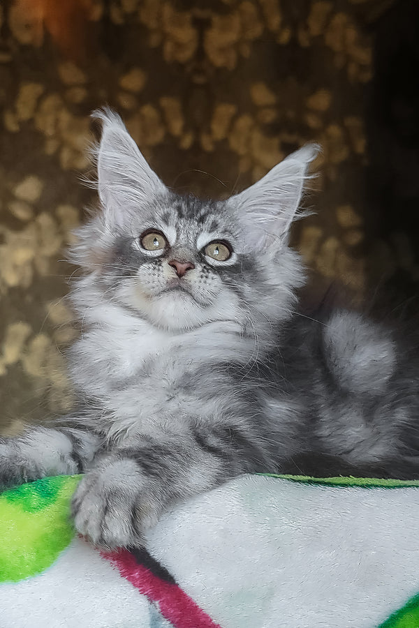 Izida | Maine Coon Kitten