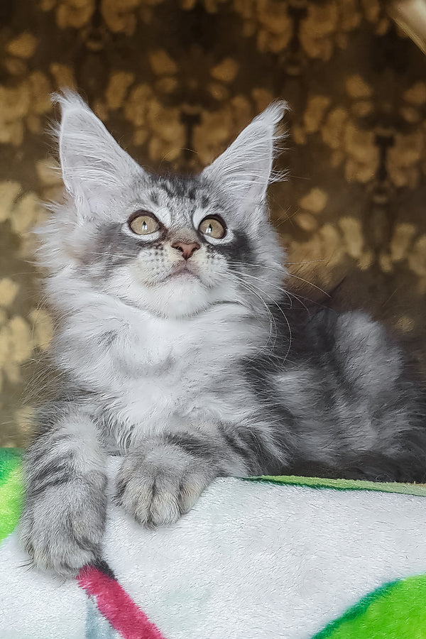 Izida | Maine Coon Kitten