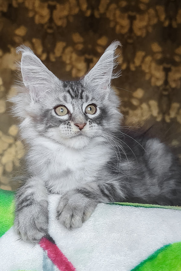Izida | Maine Coon Kitten