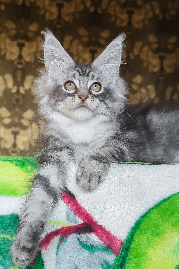 Izida | Maine Coon Kitten