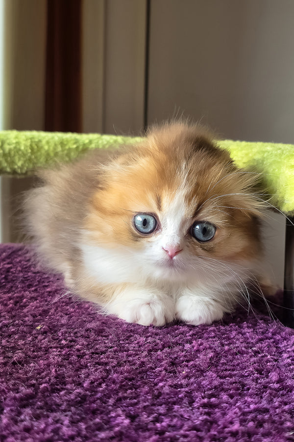 Izium | Scottish Fold Longhair Kitten