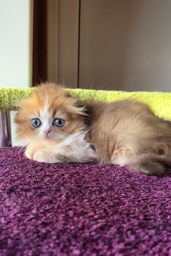 Izium | Scottish Fold Longhair Kitten