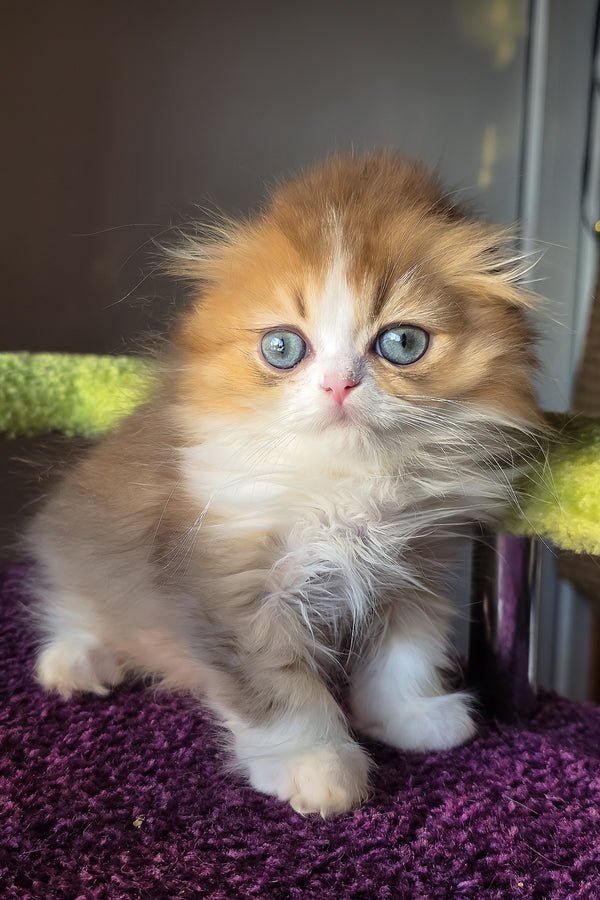 Izium | Scottish Fold Longhair Kitten