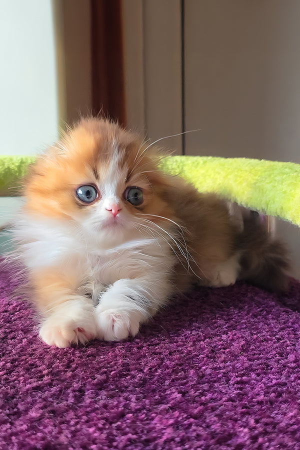 Izium | Scottish Fold Longhair Kitten