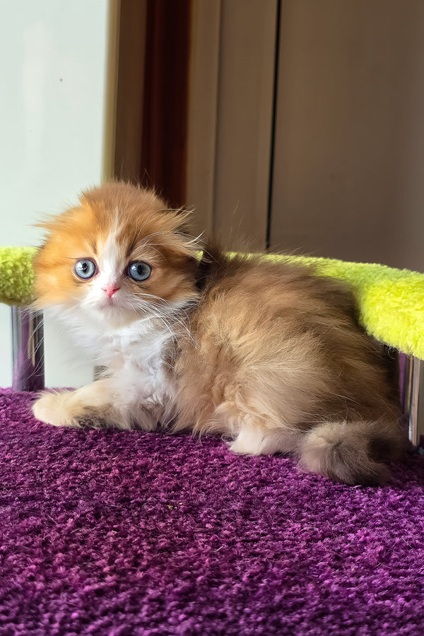 Izium | Scottish Fold Longhair Kitten