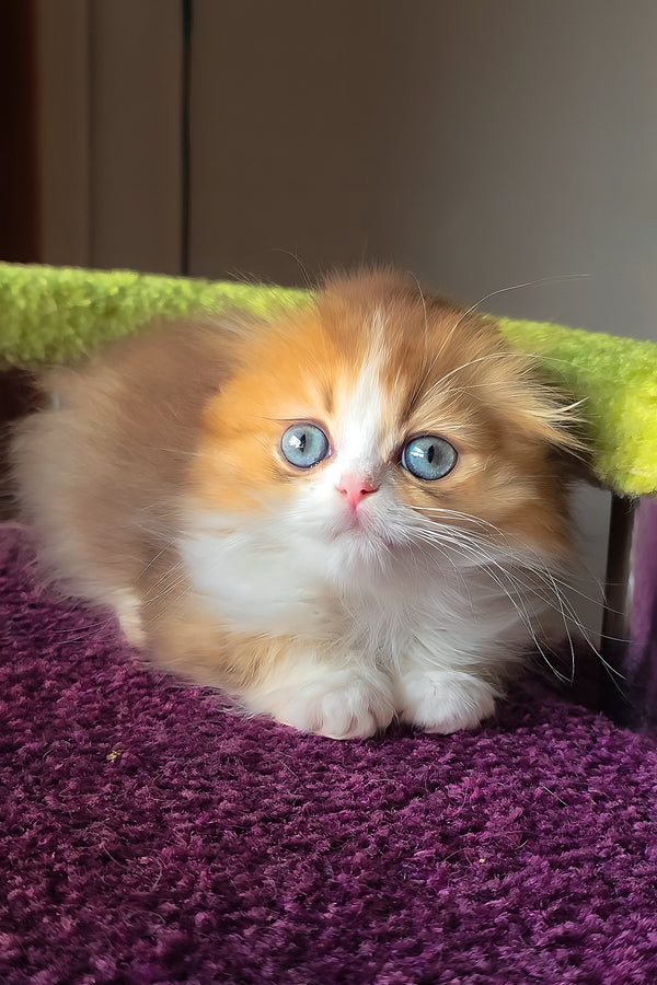 Izium | Scottish Fold Longhair Kitten