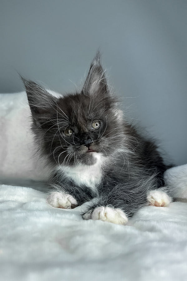 Izzy | Maine Coon Kitten