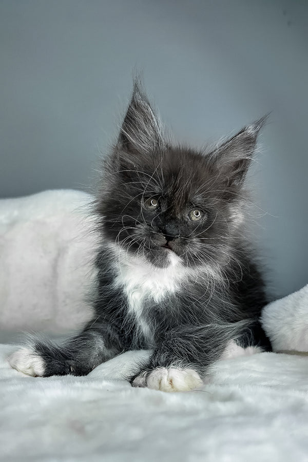 Izzy | Maine Coon Kitten
