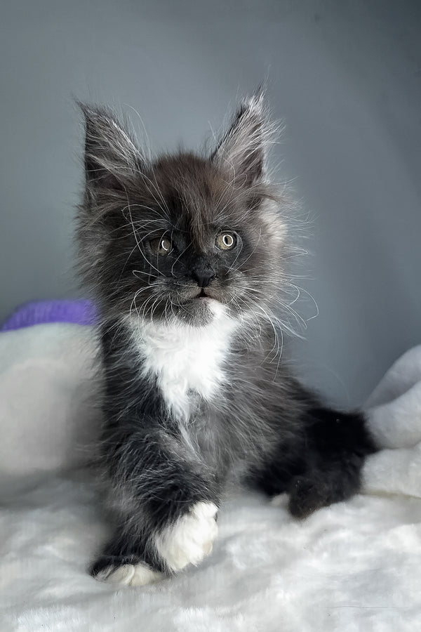 Izzy | Maine Coon Kitten