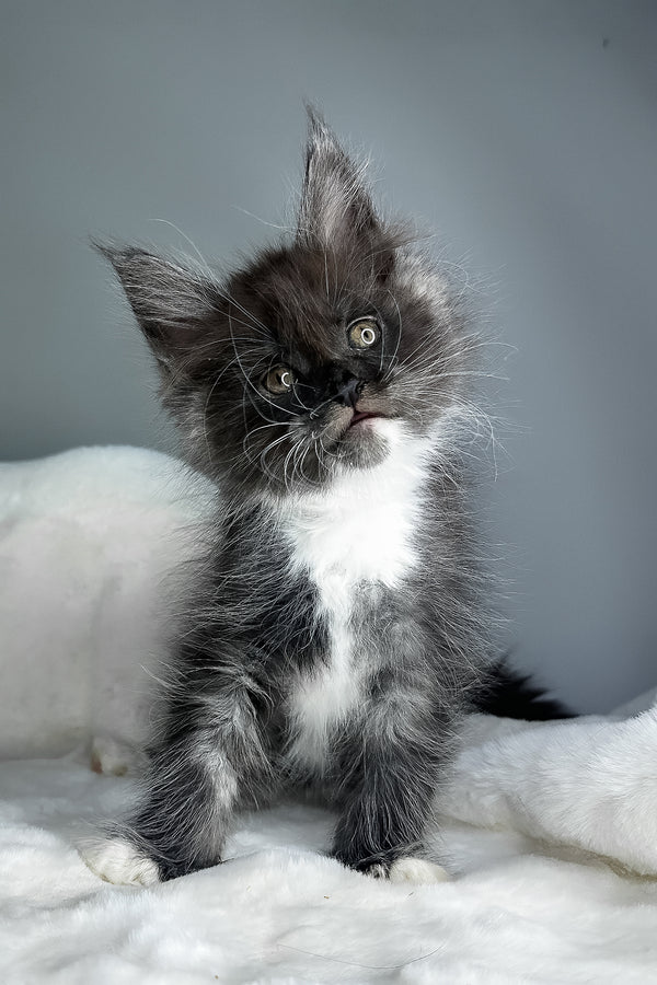 Izzy | Maine Coon Kitten