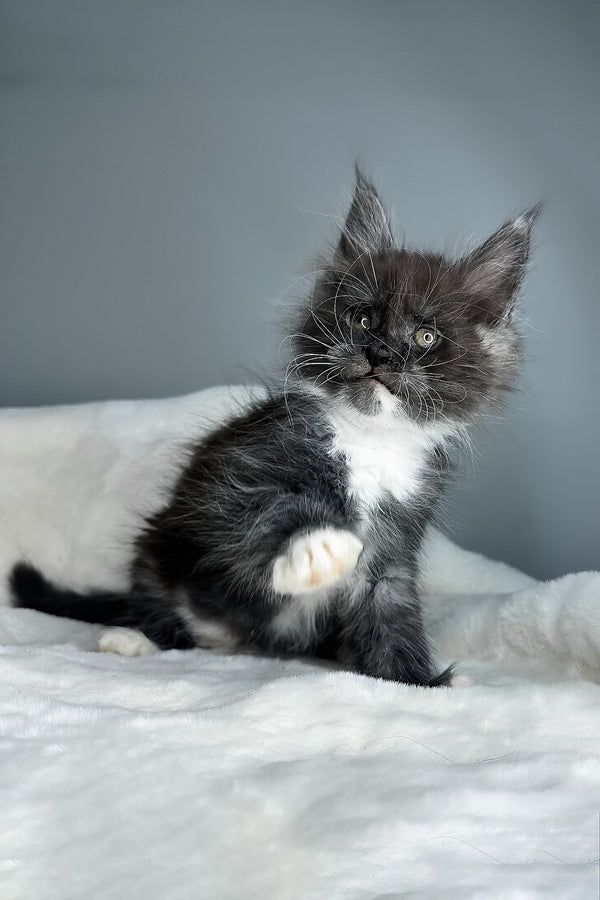 Izzy | Maine Coon Kitten