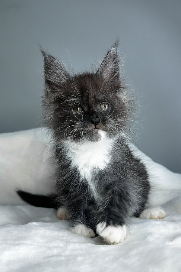 Izzy | Maine Coon Kitten