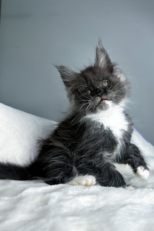 Izzy | Maine Coon Kitten