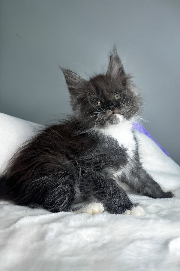 Izzy | Maine Coon Kitten