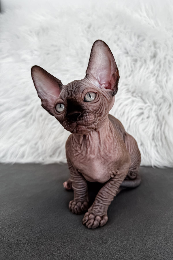 Jack | Canadian Sphynx Kitten