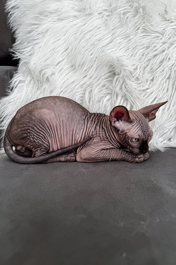 Jack | Canadian Sphynx Kitten