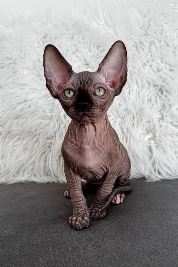 Jack | Canadian Sphynx Kitten