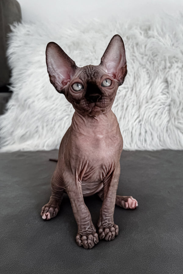 Jack | Canadian Sphynx Kitten