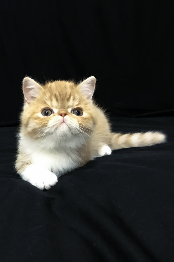 Jacke | Exotic Shorthair Kitten