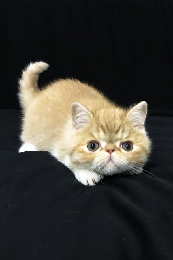 Jacke | Exotic Shorthair Kitten
