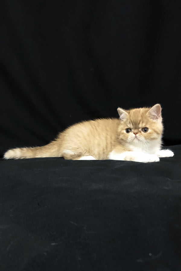 Jacke | Exotic Shorthair Kitten