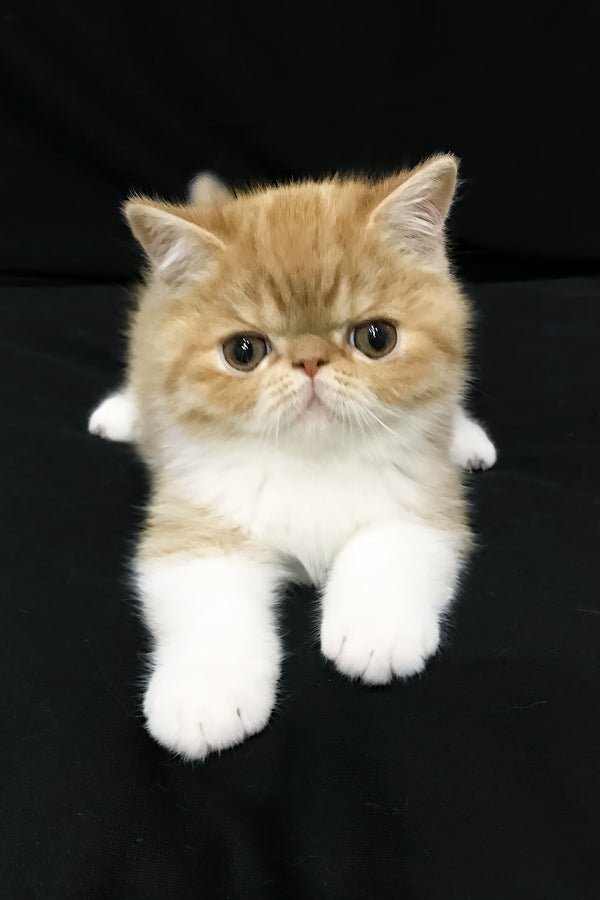 Jacke | Exotic Shorthair Kitten