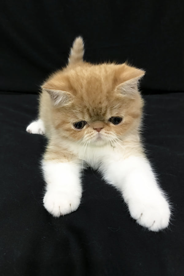 Jacke | Exotic Shorthair Kitten