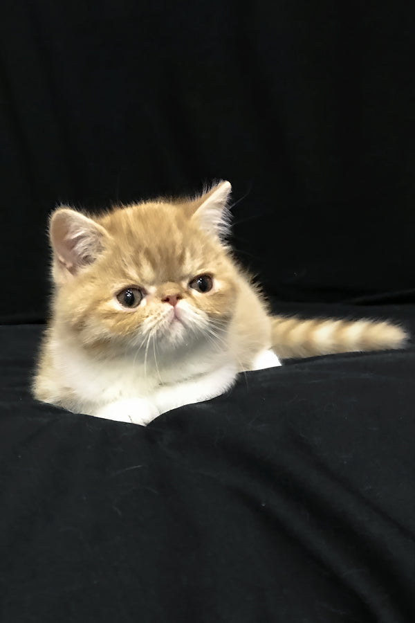 Jacke | Exotic Shorthair Kitten