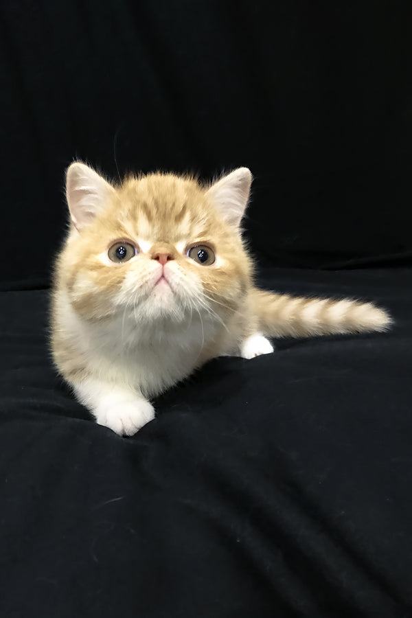 Jacke | Exotic Shorthair Kitten