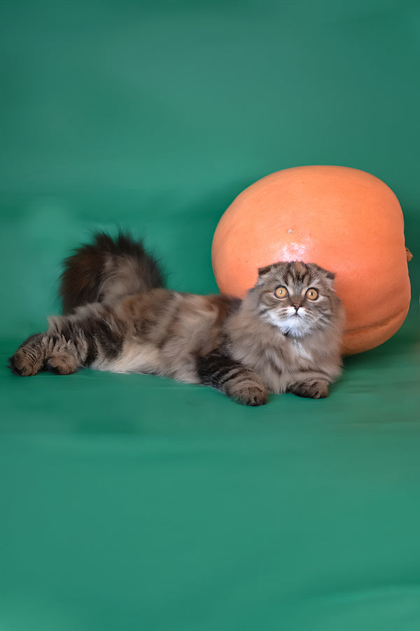 Jaconda | Scottish Fold Longhair Kitten