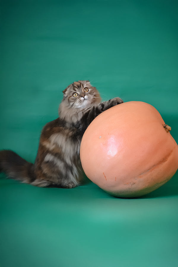 Jaconda | Scottish Fold Longhair Kitten