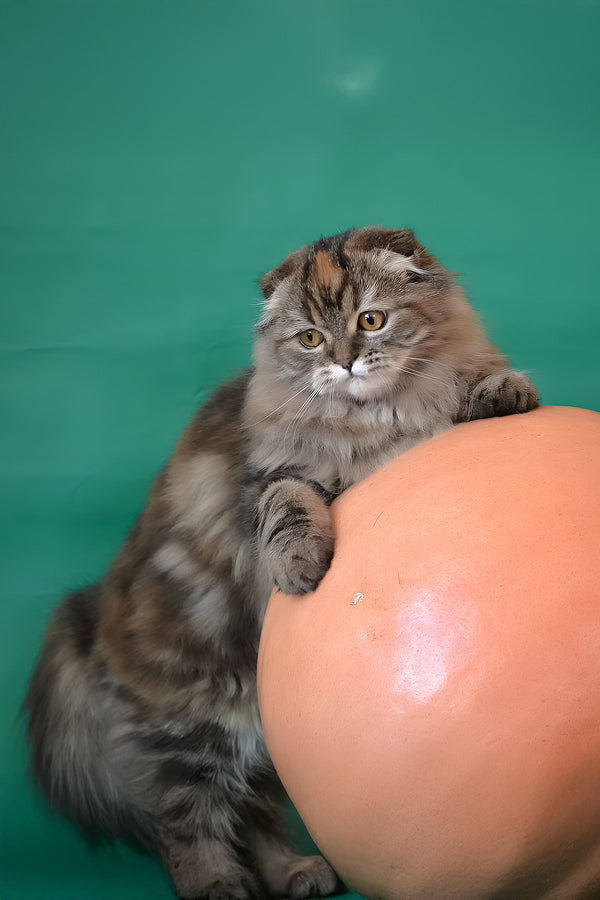 Jaconda | Scottish Fold Longhair Kitten