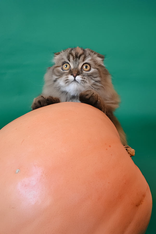 Jaconda | Scottish Fold Longhair Kitten