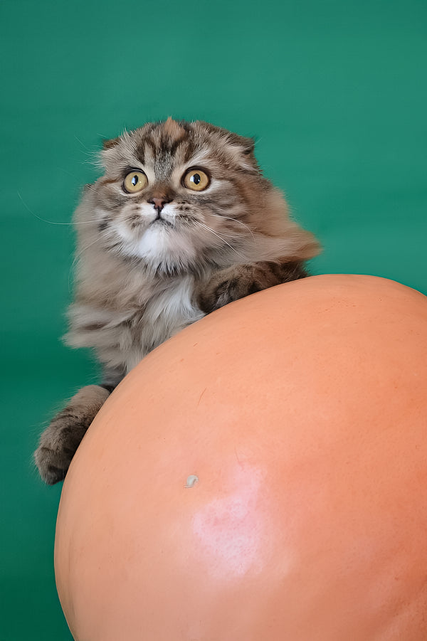 Jaconda | Scottish Fold Longhair Kitten