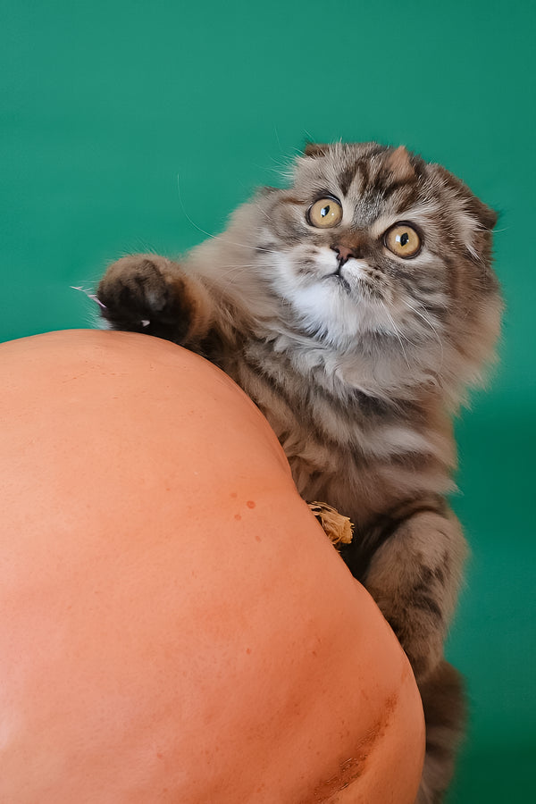 Jaconda | Scottish Fold Longhair Kitten