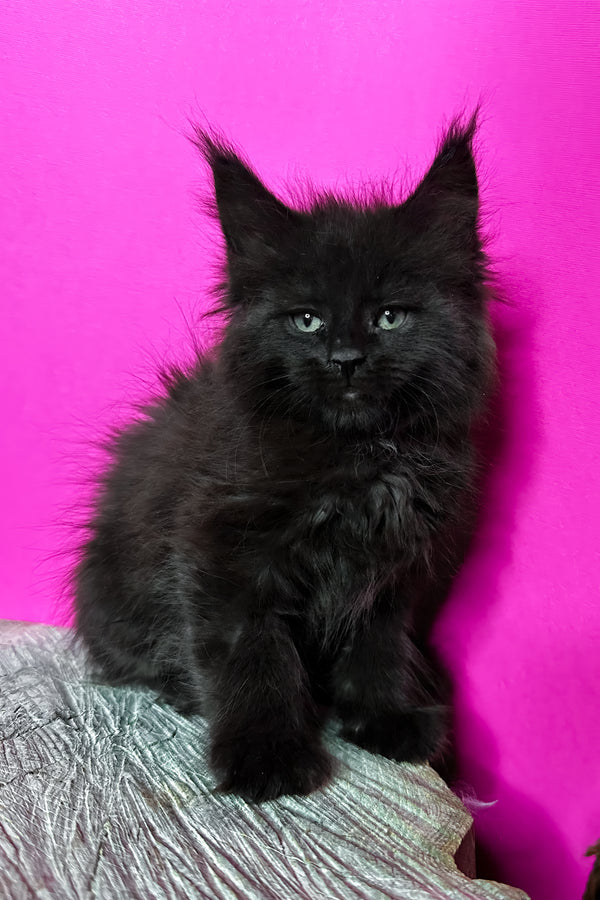 Jadore | Maine Coon Kitten