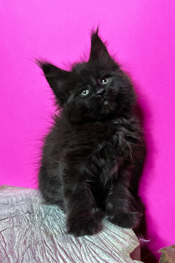 Jadore | Maine Coon Kitten