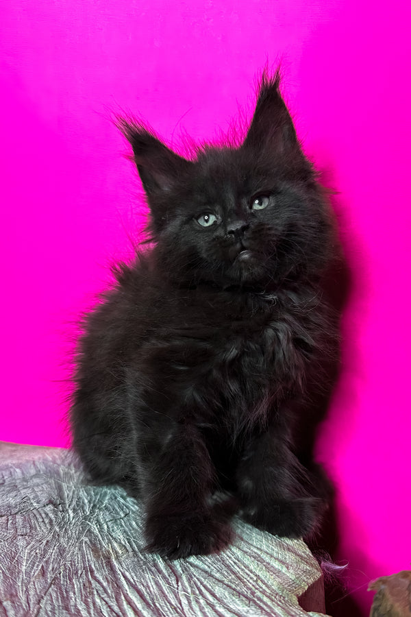 Jadore | Maine Coon Kitten