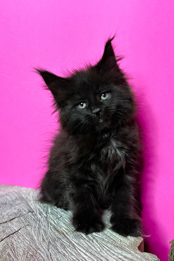 Jadore | Maine Coon Kitten